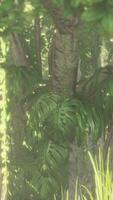 Jungle forest trees in deep fog video