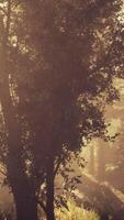 depth of coniferous forest with magical sunlight passing between the trees video