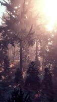 View in to tall pine trees on a summers day video