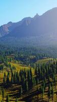 spruce and pine trees and mountains of Colorado video