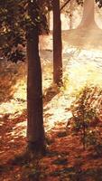 A painting of a forest with sun shining through the trees video
