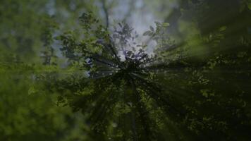 The serene atmosphere in a forest is created by sunlight filtering through green leaves video