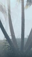 paume des arbres dans une brumeux forêt sur une ensoleillé journée video