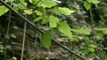 Small bird on tree branch in summer. Creative. Beautiful yellow bird is sitting on branch in green forest. Beautiful yellow bird in forest. Flora and fauna of forest video