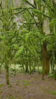 Forest with mossy trees. Action. Green forest with trees covered with thick fur. Forest in humid climate with moss video