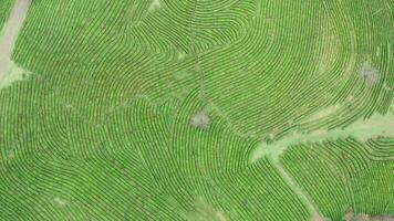 Top view of green field of plantations. Footage. Beautiful patterns on green field from tea plantation. Green tea plantations with beautiful landscape on sunny day video