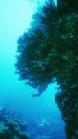 An underwater view of a coral reef in the ocean video