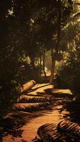 Traversing a mist-covered pathway in the midst of the forest video