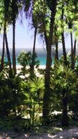 vista de una bonita playa tropical con palmeras alrededor video