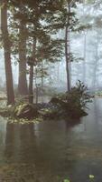 A stream running through a forest filled with trees video