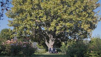 Lush green tree in the summer garden and a man in suit sitting on the ground and leaning on its trunk. Action. Young man having a rest under the tree crown. video
