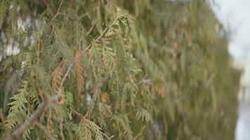 Close up of green tree branch swaying in the wind. Action. Natural landscape with bushes or trees growing in line. video