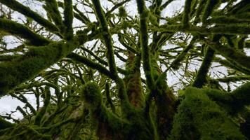 Green trees. Action.Huge tall tangled thick trees with overgrown moss on them video