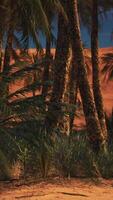 A tranquil oasis amidst the desert with a group of majestic palm trees video