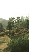 A serene natural landscape with trees and rocks in a grassy field video