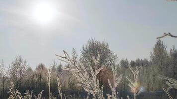 Close-up of grass in frost on sunny winter day. Creative. Beautiful grass and shrubs in frost in winter. Frozen vegetation on sunny winter day video