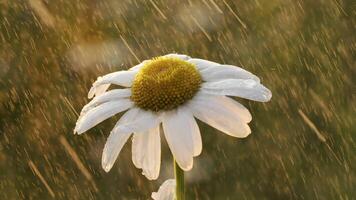 Close-up of daisy on rainy summer day. Creative. Chamomile with raindrops on sunny day. Refreshing rain with chamomile on summer day in meadow video
