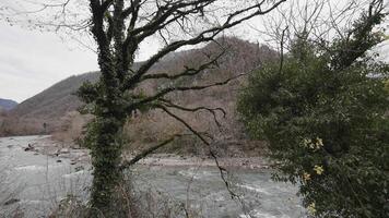 The flow of rapid water of a mountainous river. Action. Tree trunk covered by ivy with green hills and fast cold river on the background. video