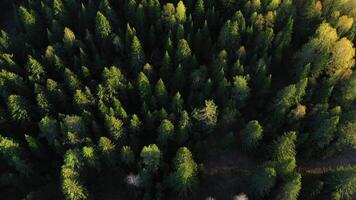 Drone view of summer fields. Clip.Green empty clean areas with green plants and tall pines and fir trees. video