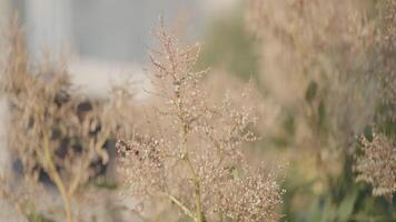 Close-up of fluffy grass or shrub. Action. Branches of fluffy grass are swaying in wind. Summer shrubs and grasses in wind video