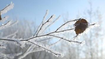 Close-up of frozen tree branch on background of sun. Creative. Beautiful branch with last leaf on Internet on winter day. Tree branch in frost on clear winter day video
