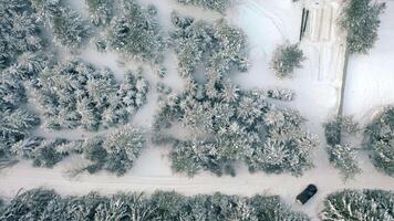 Bird's-eye view. Clip.View of the snowy forests with large snowdrifts and large tall fir trees and various trees. video