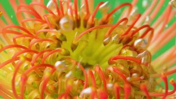Close-up of flower bud with stream of bubbles. Stock footage. Beautiful bud with stamens under water with stream of bubbles. Bright exotic flower under water with bubbles on isolated background video