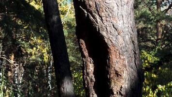 Tree trunks in a summer forest. Motion. Beautiful trees in shining sunlight. video