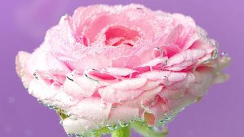 Purple background with a flower.Stock footage.A bright delicate flower on which there are many drops of water and which is shaken. video