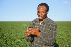 African American farmer in soybean field in summer. The concept of agriculture photo