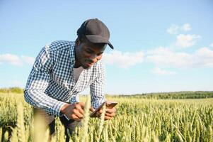 An African farmer is talking on the phone while standing in a wheat field. The concept of agrarian business photo