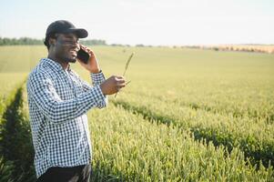 Farmer is standing in his growing wheat field. He is examining crops after sowing photo
