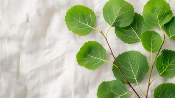 Fresh Green Leaves on Soft Fabric Background photo