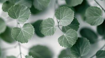 Fresh Green Leaves on Soft Fabric Background photo