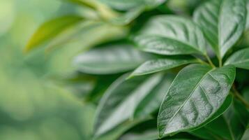 Close-Up Of Green Plant Leaves With Fine Textures In Natural Light photo