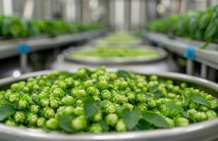 Freshly Harvested Hop Cones in a Processing Facility photo