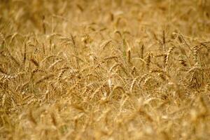 selective focus of a wheat grain crop in a field in a farm growing in rows. growing a crop in a of wheat seed heads mature ready to harvest. photo
