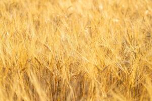 selective focus, partial close-up view of ripe ears of wheat in a summer wheat field, textured background. Agriculture concept photo
