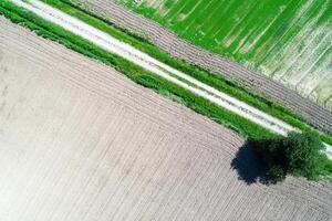 drone aerial zenithal view of a dirt track between agricultural fields photo