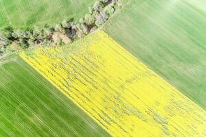 rapeseed and wheat fields on the banks of a small river, drone directly above view photo