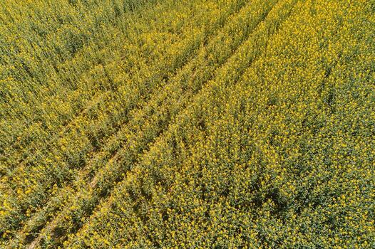 Aerial drone view of a bright yellow rapeseed field with parallel lines creating a striking pattern photo