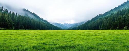Dramatic landscape showing a meadow field with encroaching fog and changing light, symbolizing the uncertainty of natural environments photo