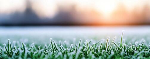 Peaceful meadow scene capturing the early signs of seasonal transition, with frost beginning to settle on the once green grass photo