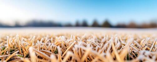 Peaceful meadow scene capturing the early signs of seasonal transition, with frost beginning to settle on the once green grass photo