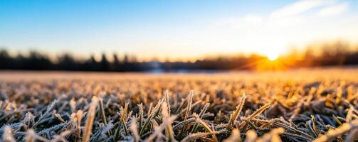 Peaceful meadow scene capturing the early signs of seasonal transition, with frost beginning to settle on the once green grass photo