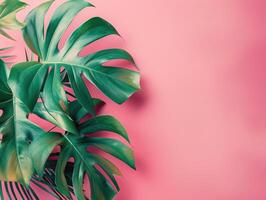 Lush green monstera leaves arranged on a vibrant pink background, highlighting their unique shapes and creating a tropical feel. photo