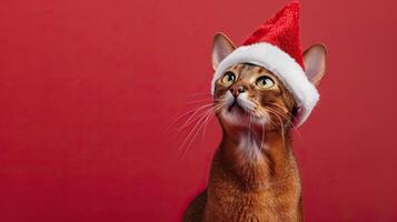 happy cheerful Abyssinian cat wearing santa clause hat set against red background photo