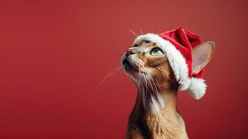 happy cheerful Abyssinian cat wearing santa clause hat set against red background photo