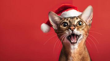happy cheerful Abyssinian cat wearing santa clause hat set against red background photo