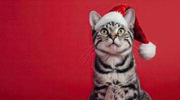 happy cheerful american shorthair cat wearing santa clause hat set against red background photo